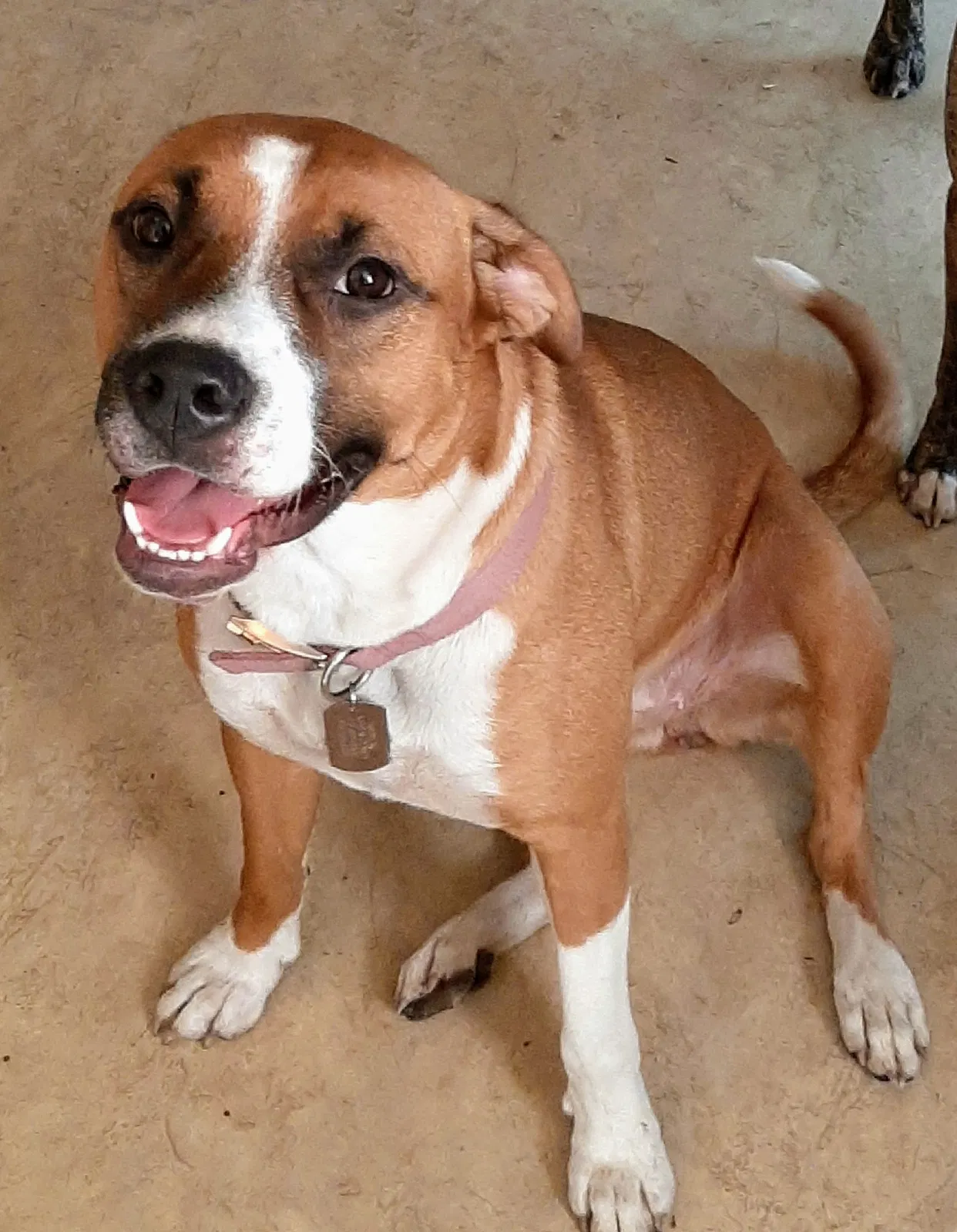 Lost dog in Springfield, MO, 65801