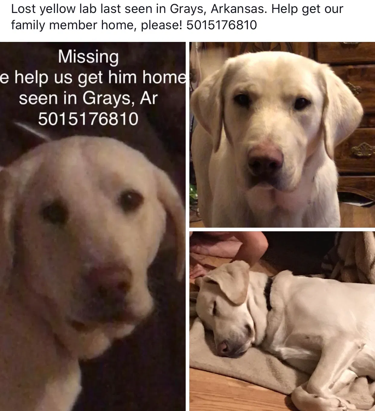 Lost dog in Mc Crory, AR, 72101