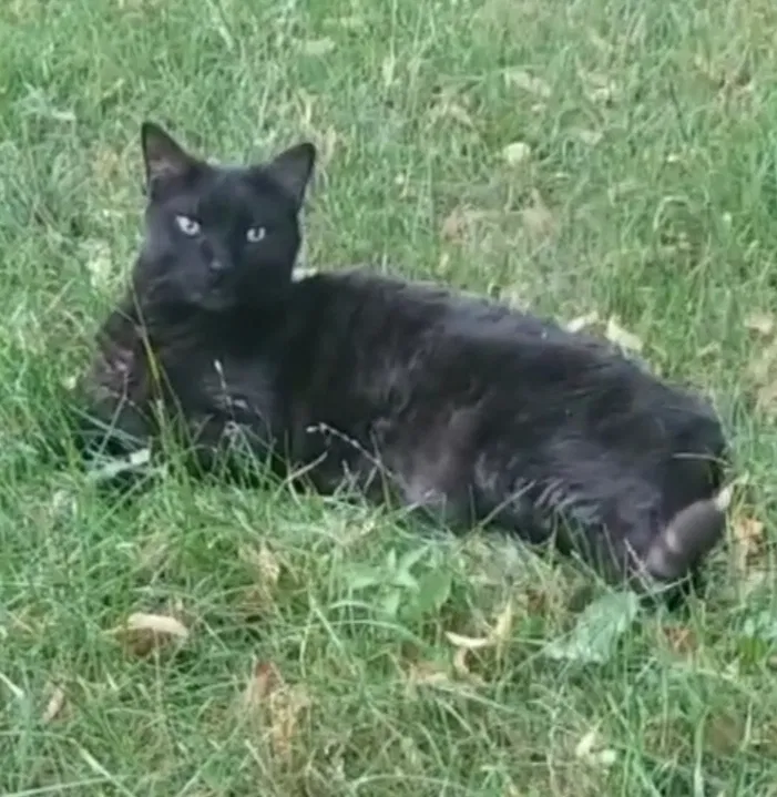 Lost cat in Lombard, IL, 60148