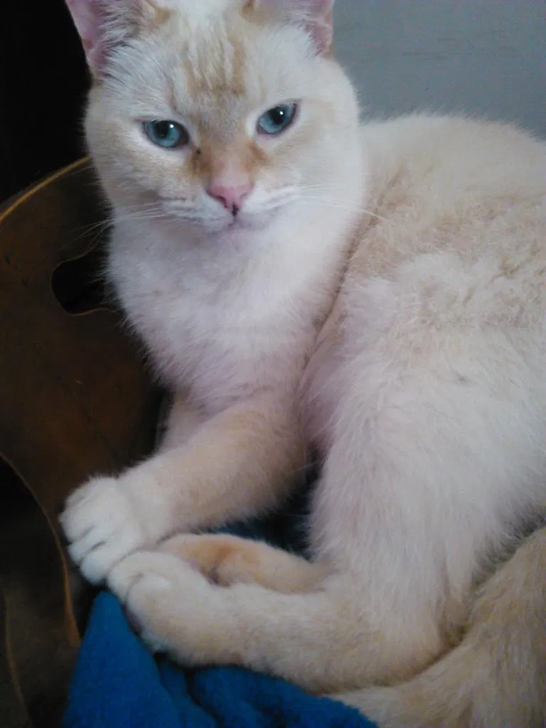 Lost cat in Wixom, MI, 48393