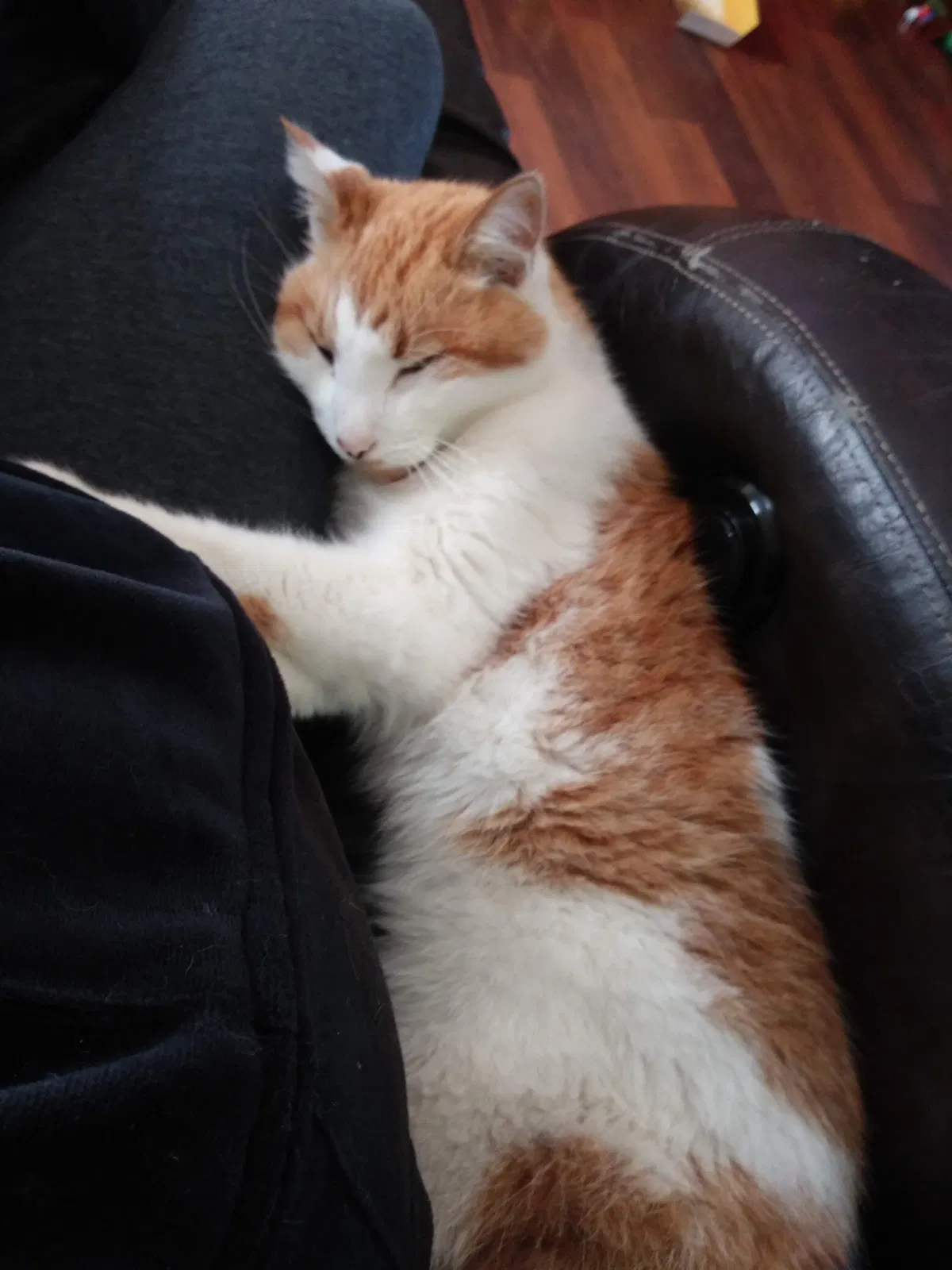 Lost cat in Lincoln Park, MI, 48146