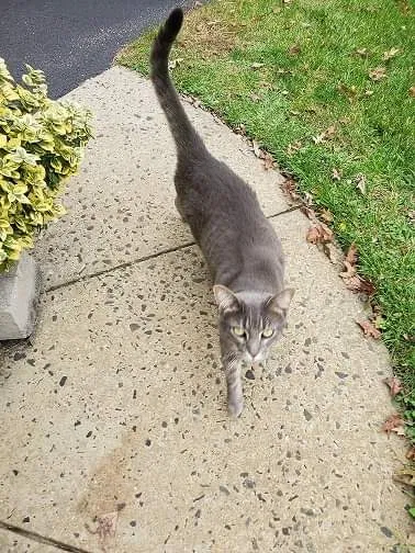 Lost cat in Denville, NJ, 7834