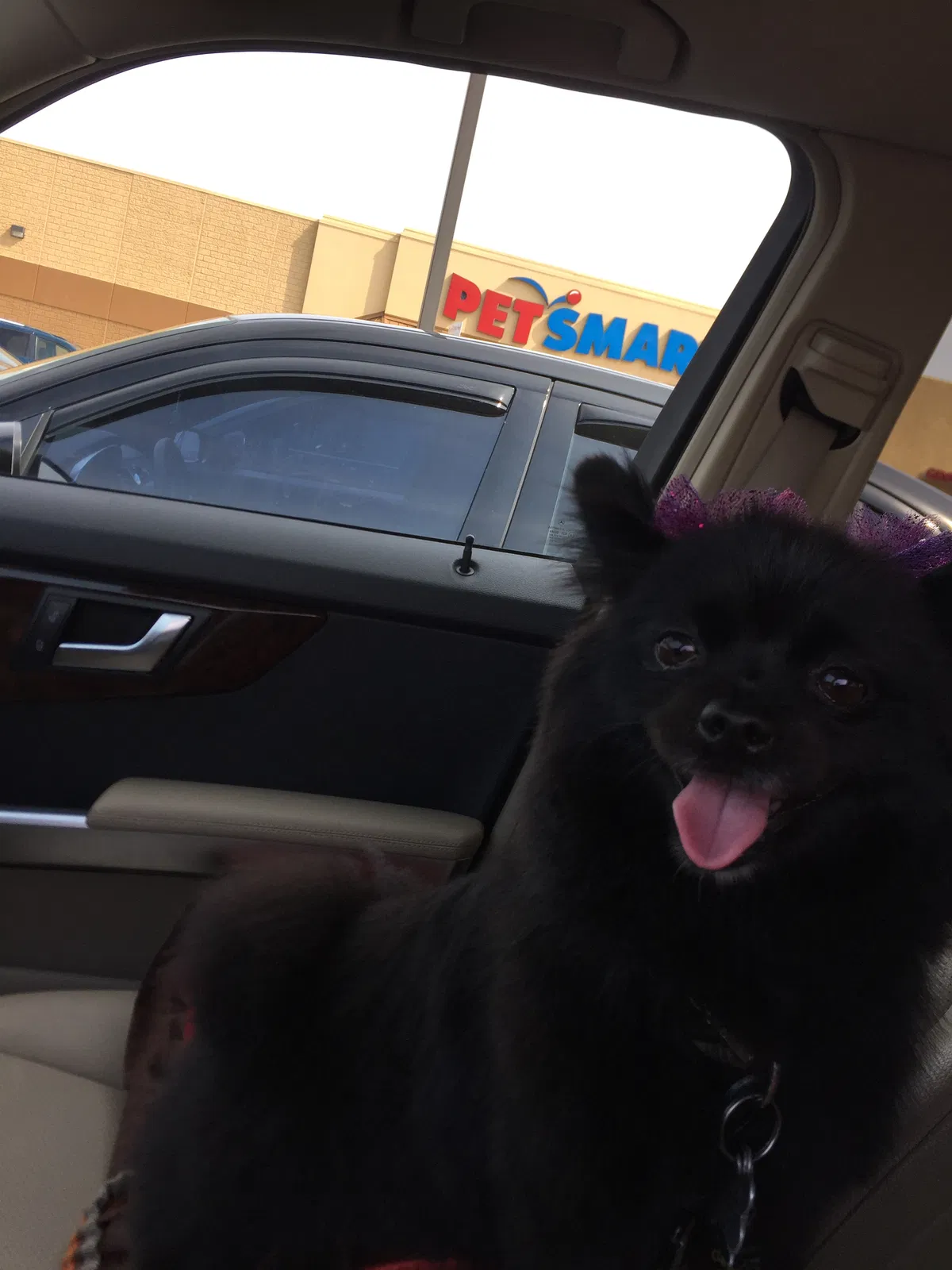 Lost dog in Hobart, IN, 46342