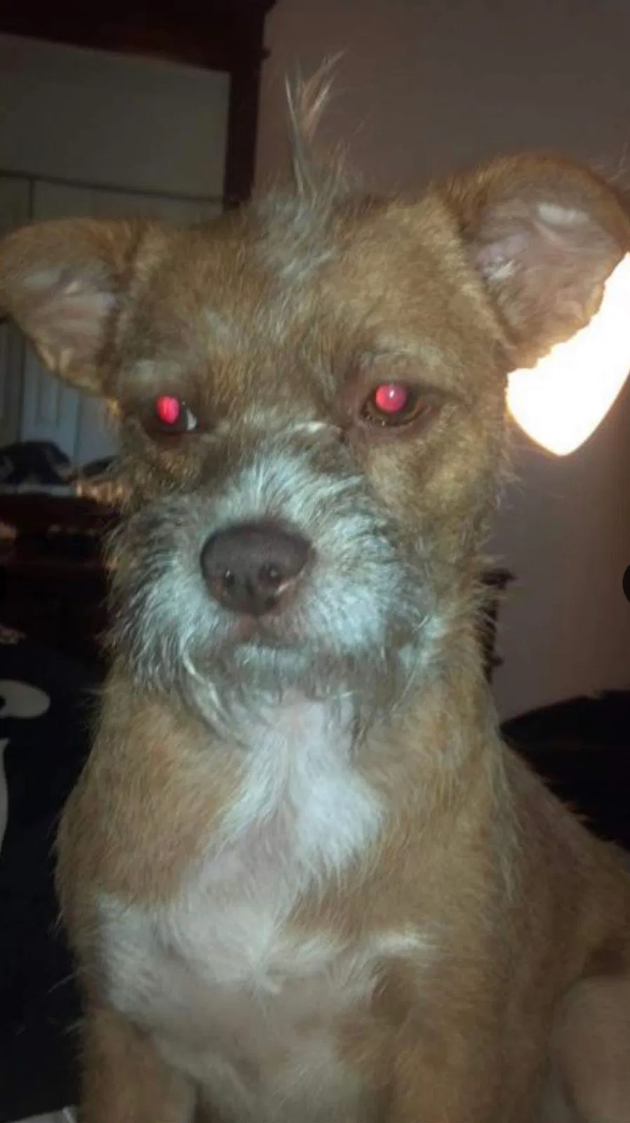 Lost dog in Portage, IN, 46368