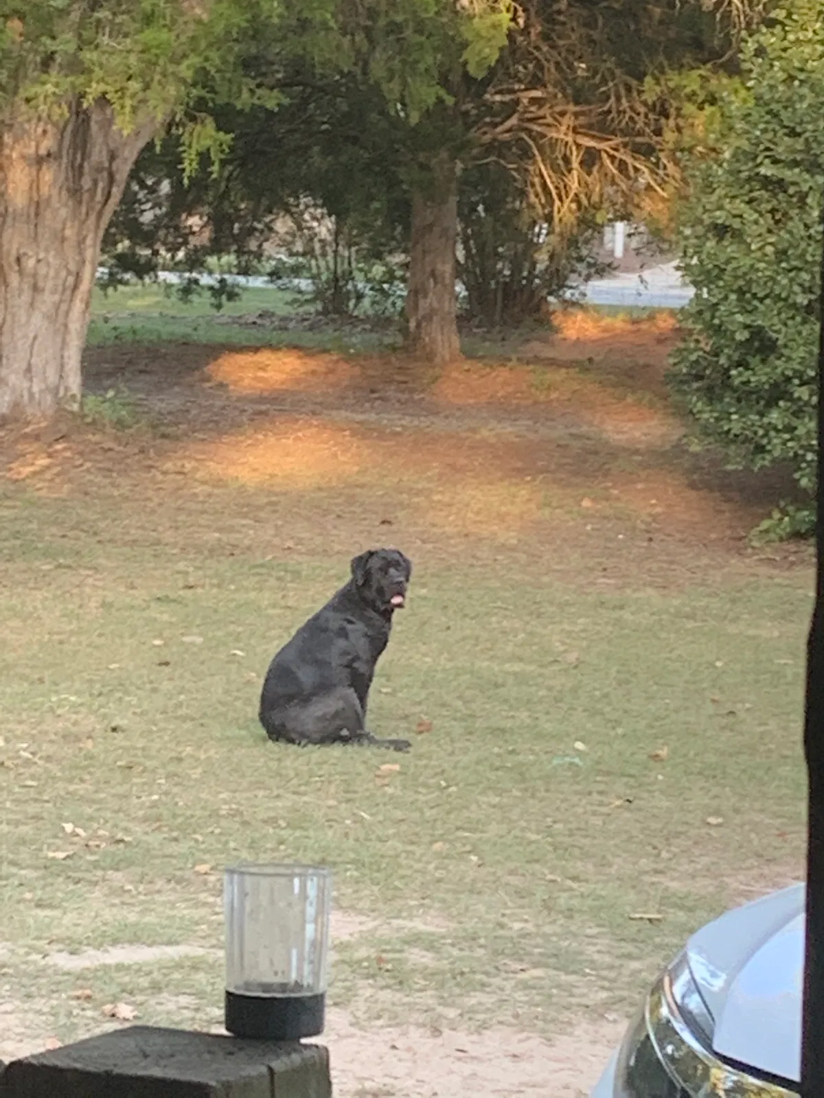 Lost dog in Dearing, GA, 30808