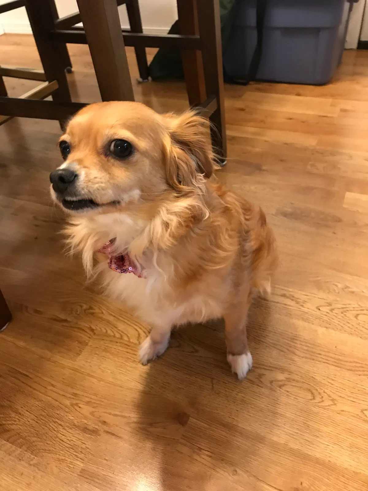 Lost dog in Lynnwood, WA, 98087