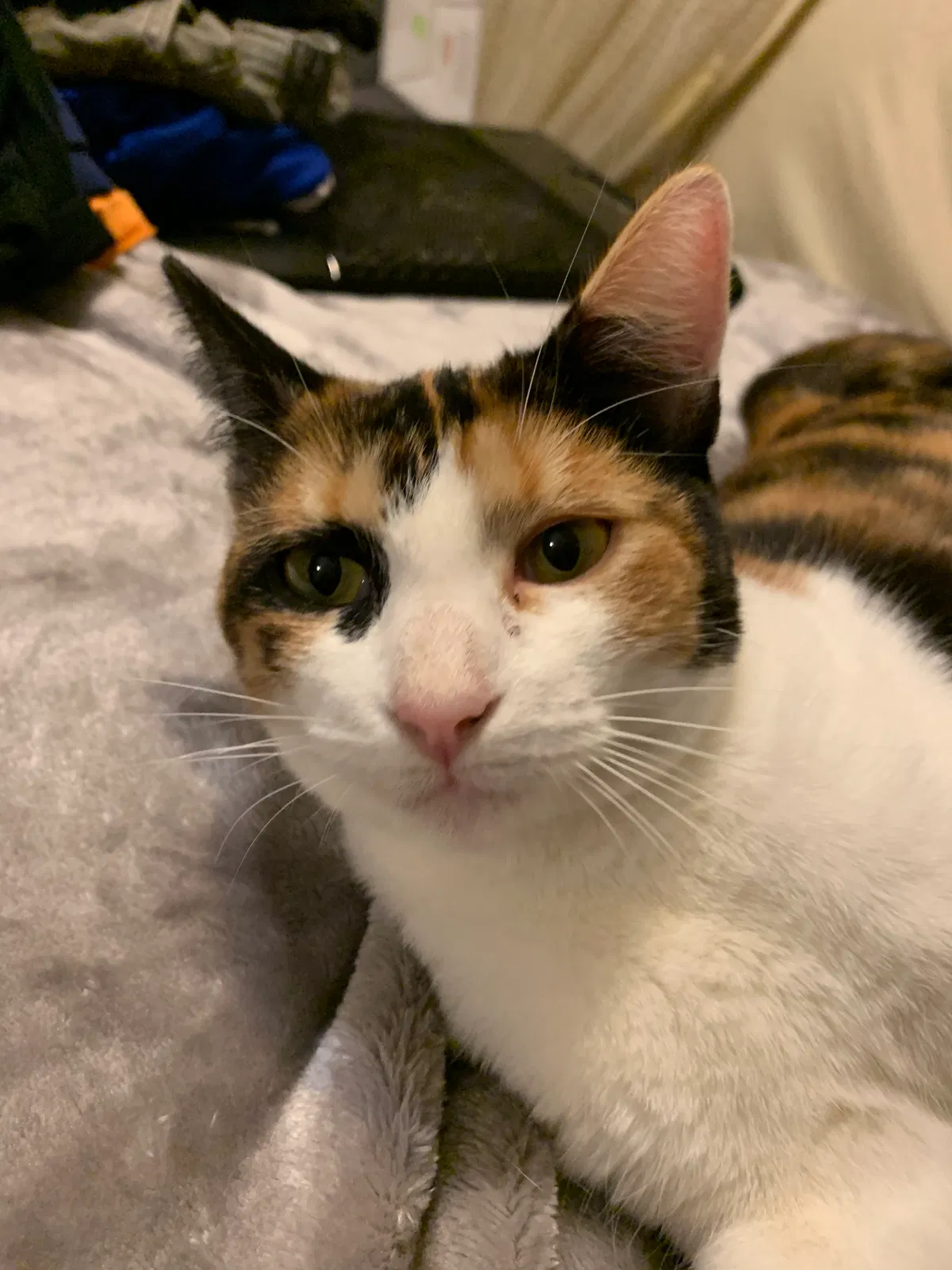 Lost cat in Tampa, FL, 33615