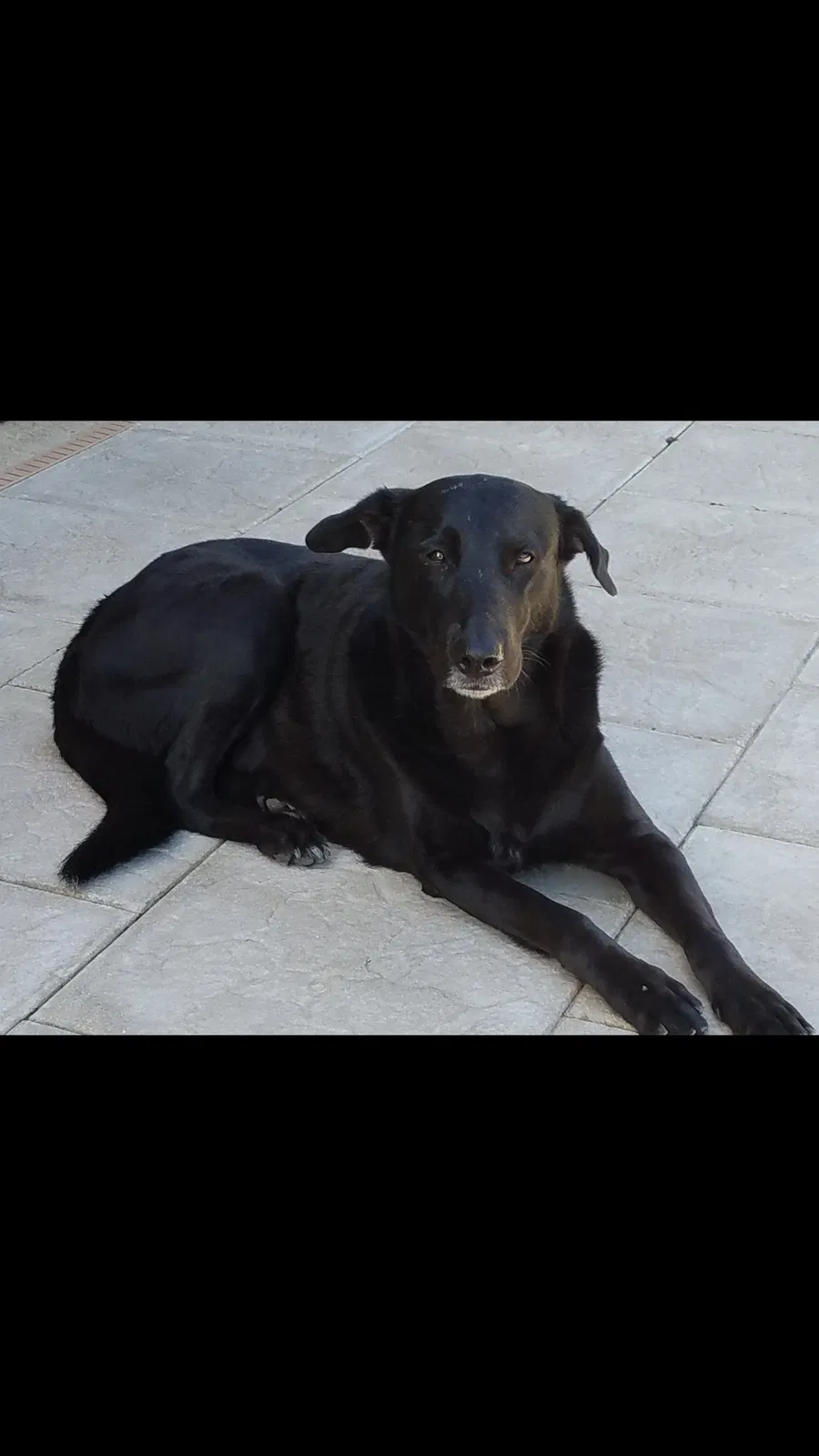 Lost dog in Miami, FL, 33177