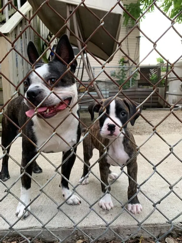 Lost dog in Chicago, IL, 60647