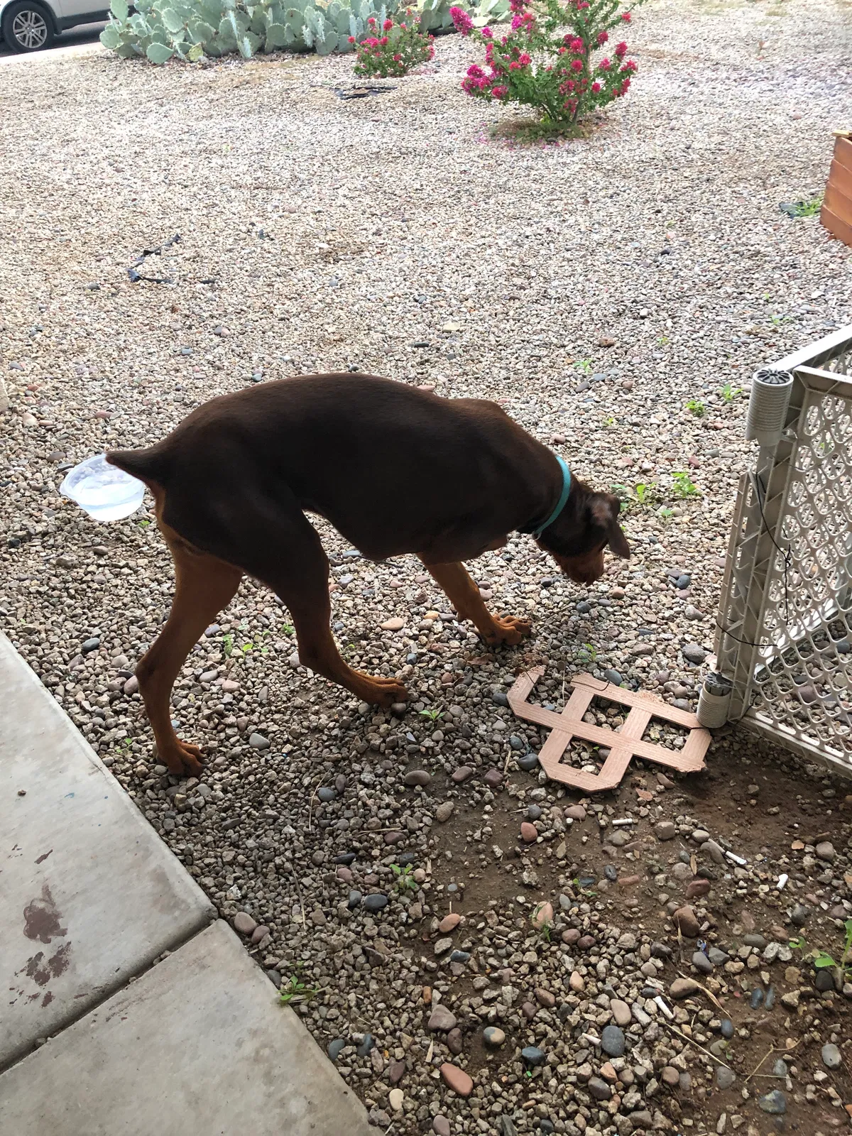 Found dog in Phoenix, AZ, 85053