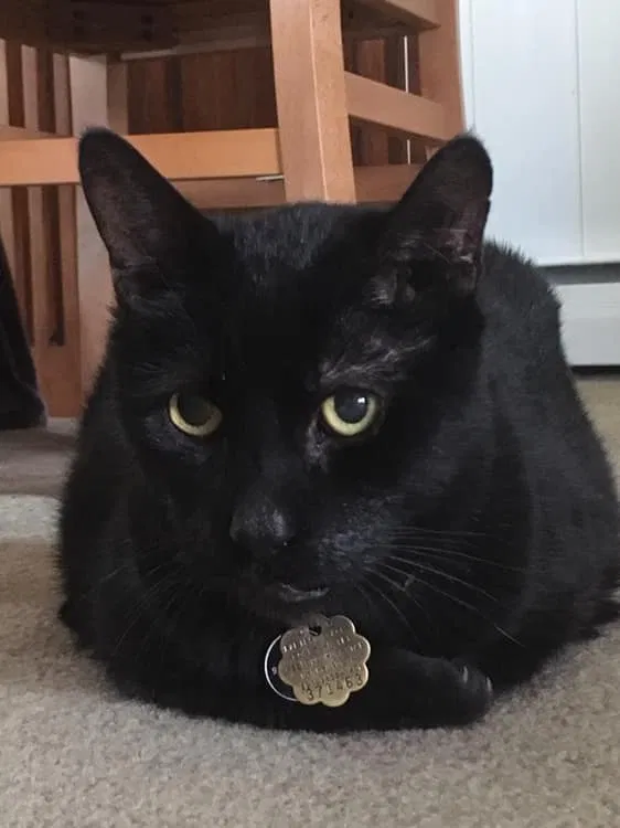Lost cat in Butler, NJ, 7405