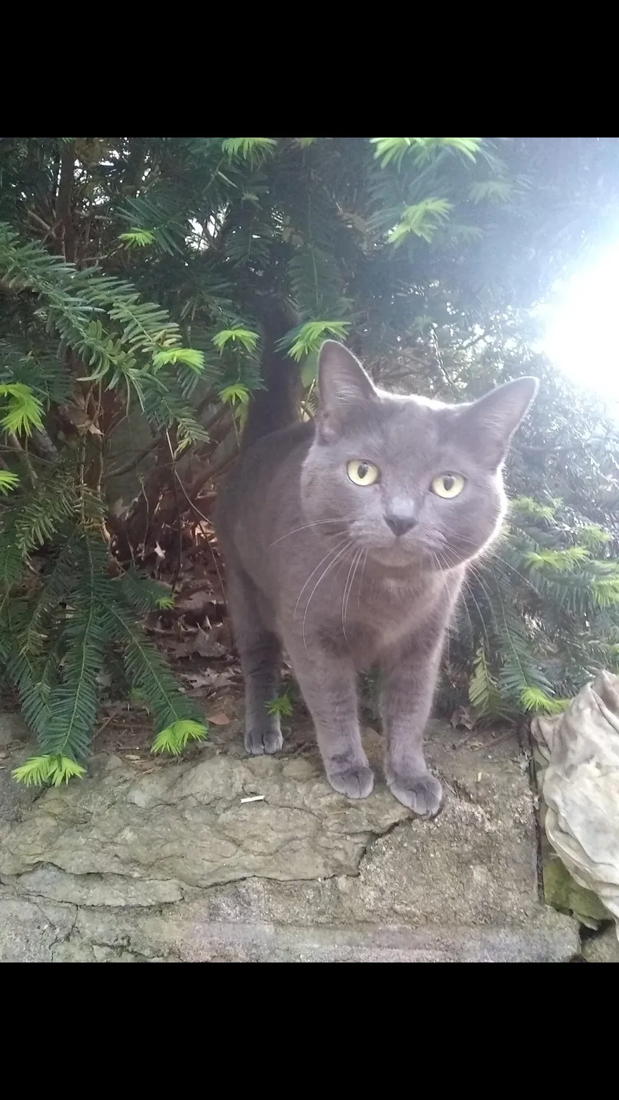 Lost cat in Cincinnati, OH, 45231