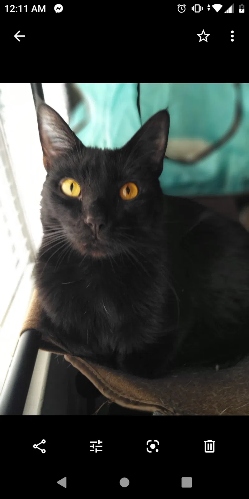 Lost cat in Oakwood, GA, 30566