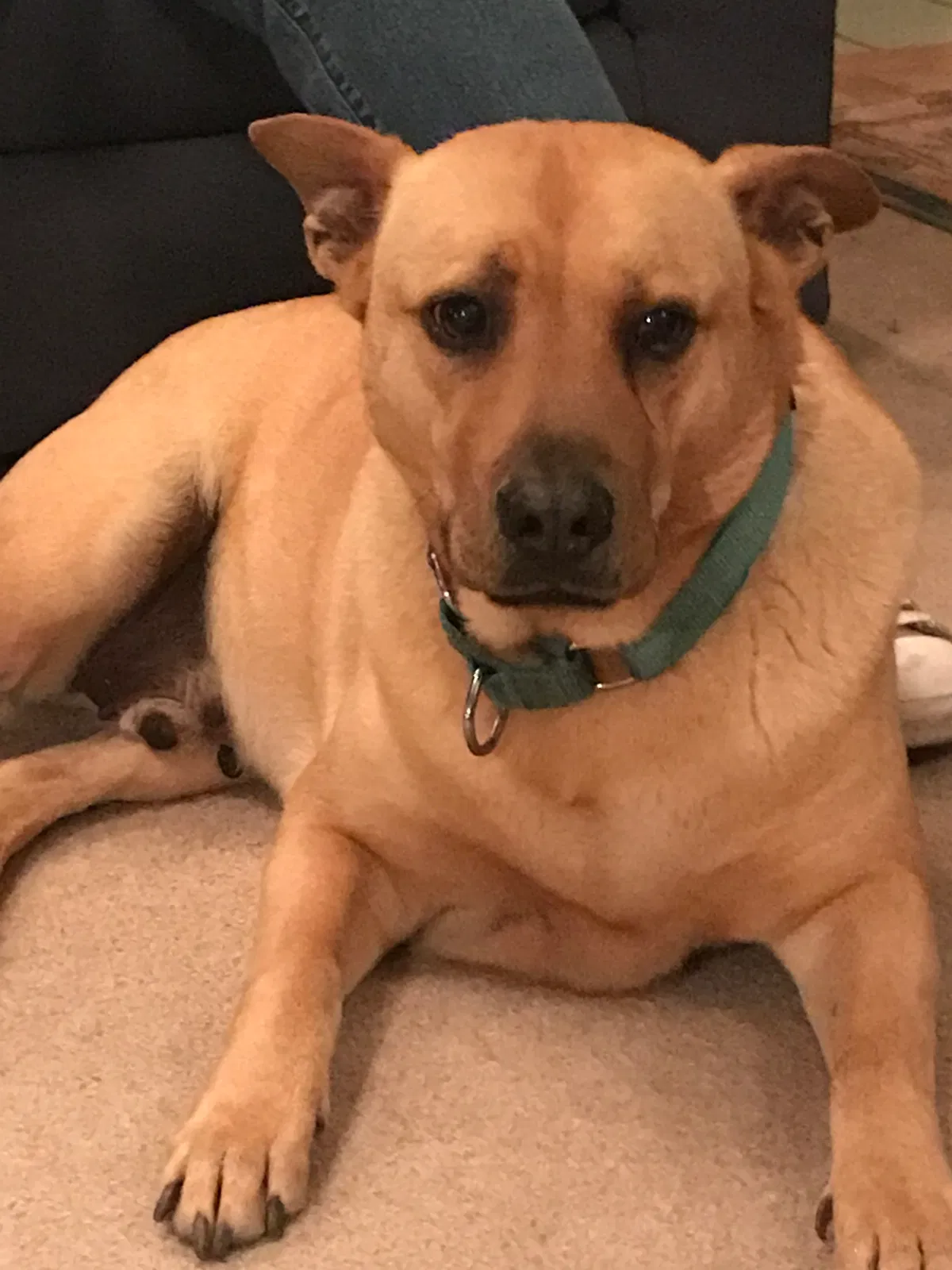 Lost dog in Mission Viejo, CA, 92691