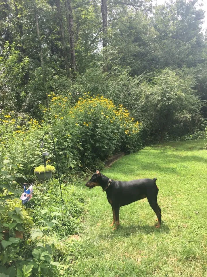 Lost dog in Millington, TN, 38053
