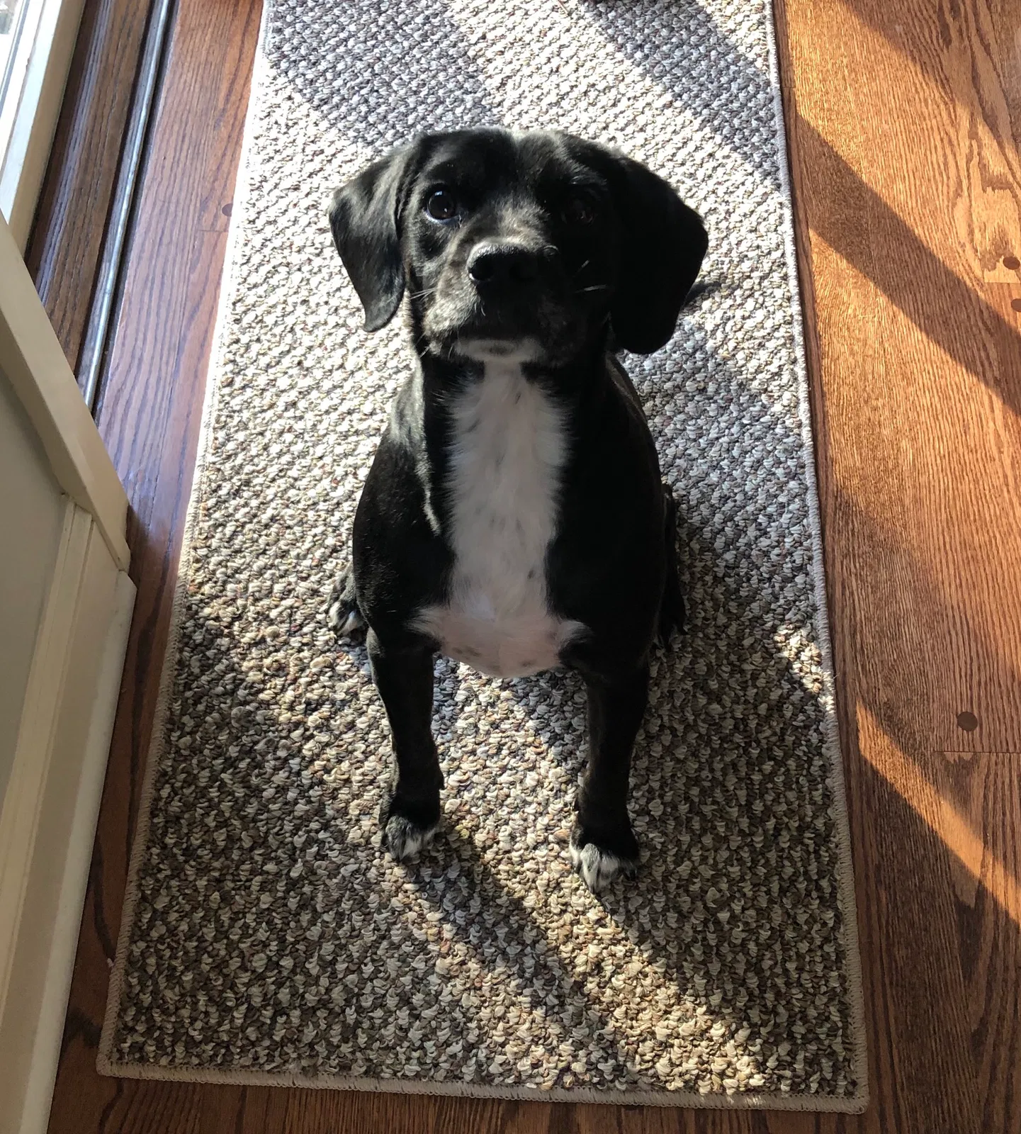 Lost dog in White Lake, MI, 48386