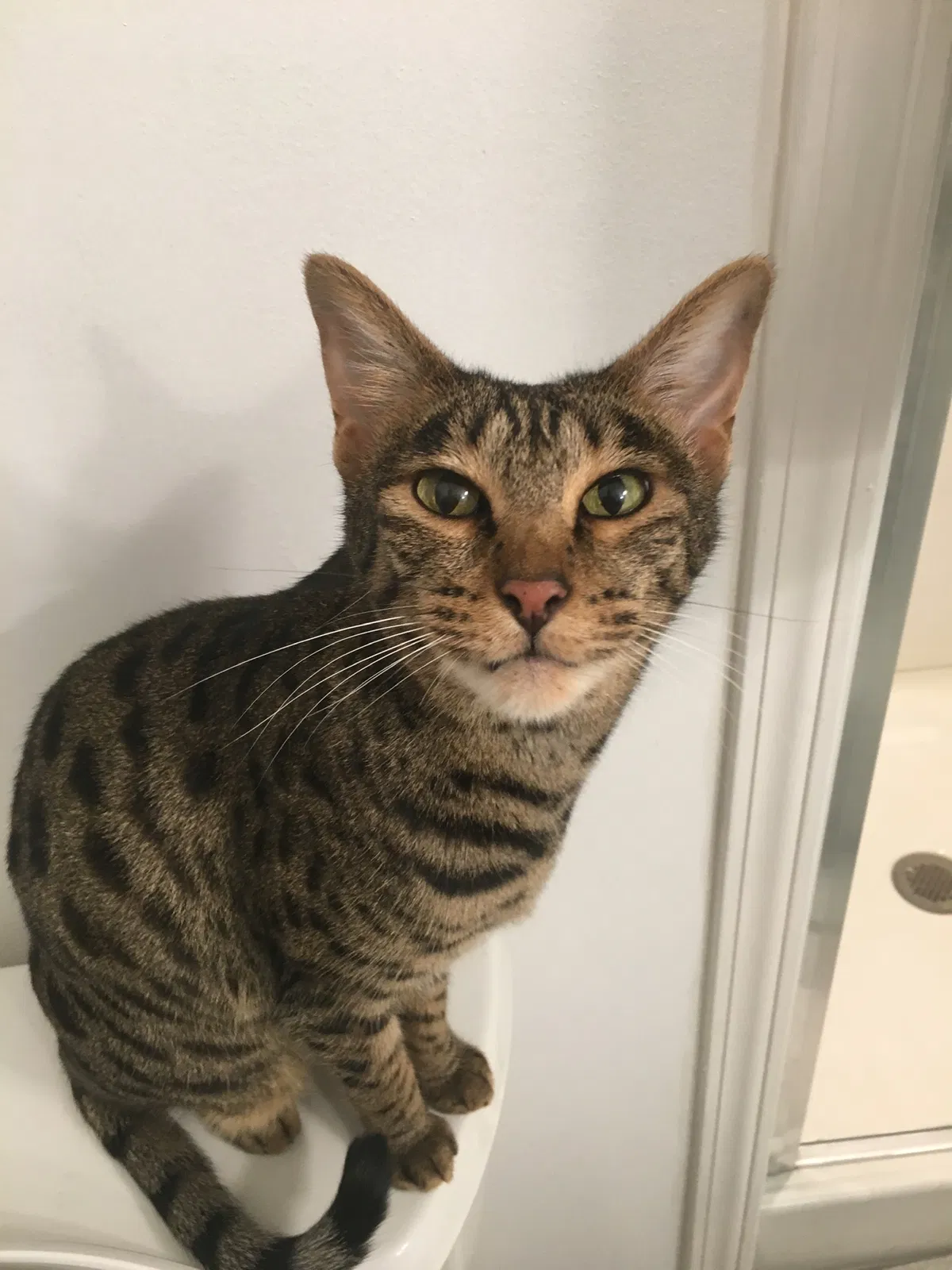 Lost cat in Virginia Beach, VA, 23452