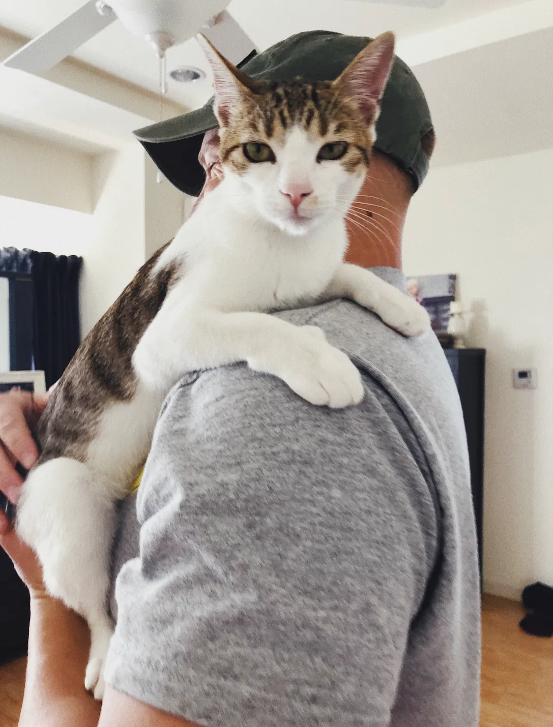 Lost cat in Tucson, AZ, 85718