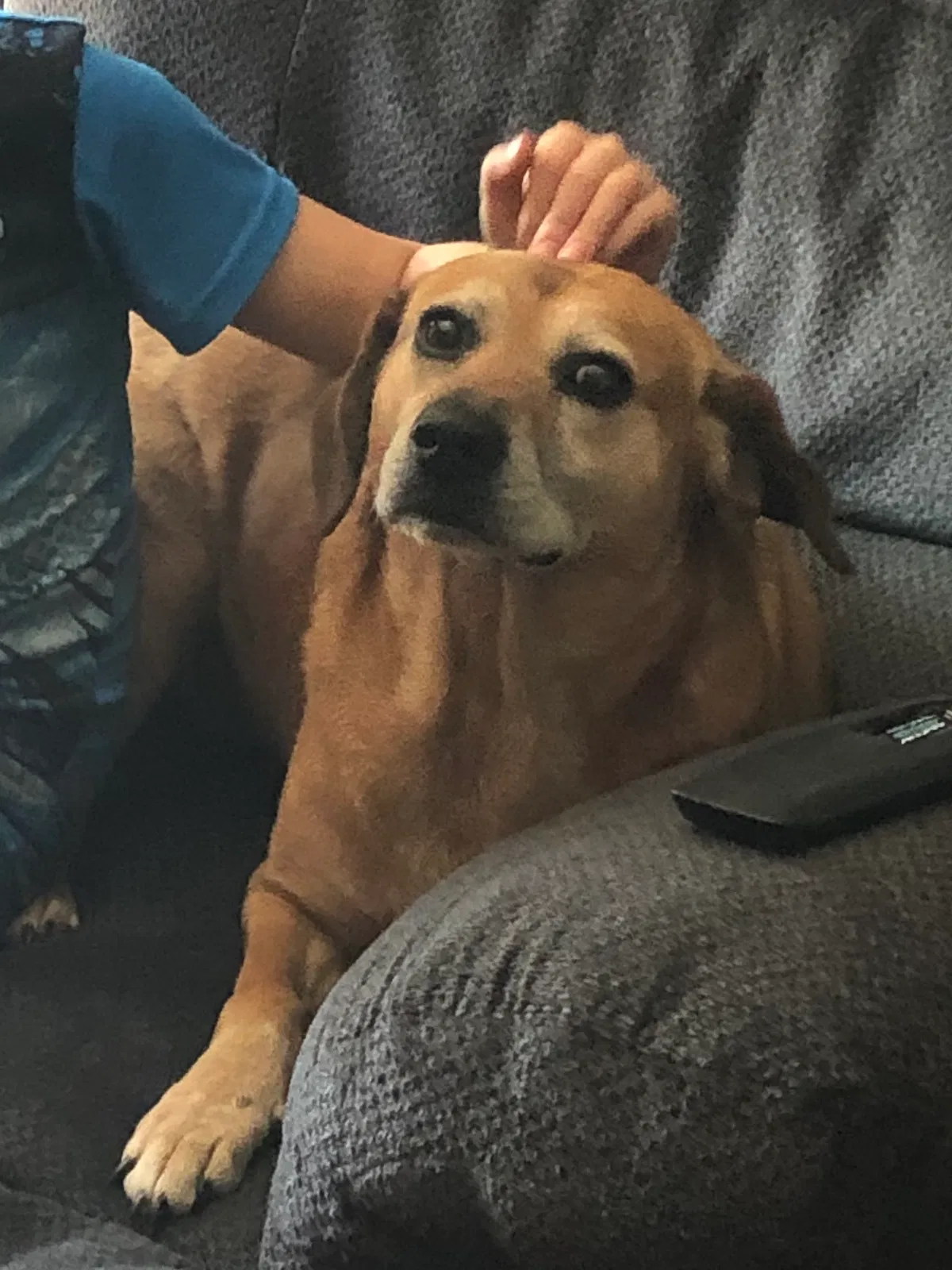 Lost dog in Springtown, TX, 76082