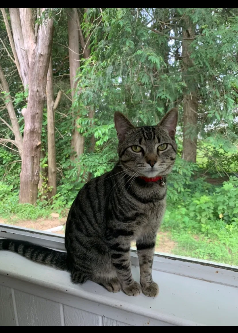 Lost cat in Feasterville Trevose, PA, 19053