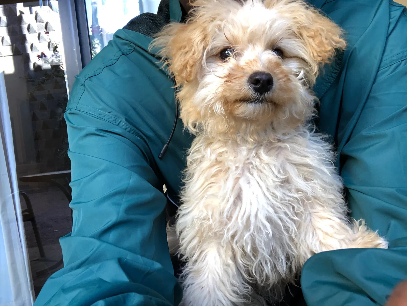 Lost dog in El Paso, TX, 79938