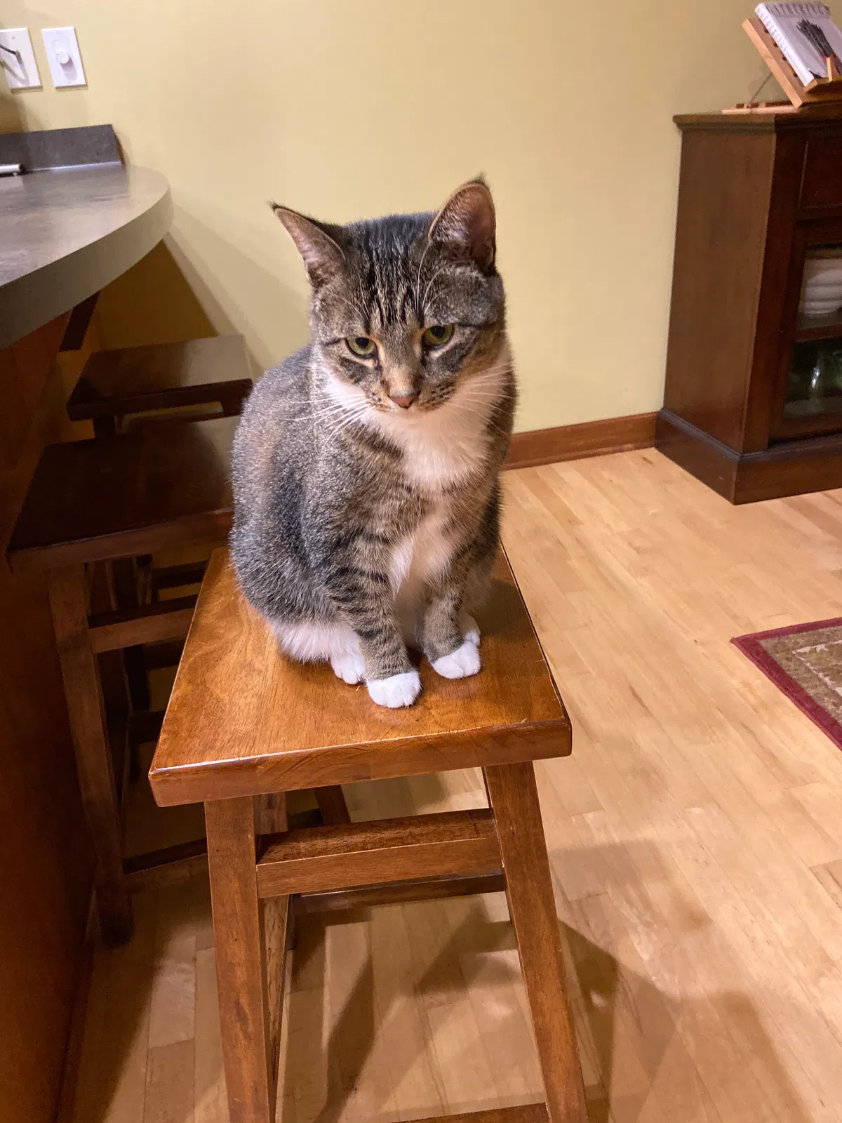 Lost cat in Richfield, WI, 53076