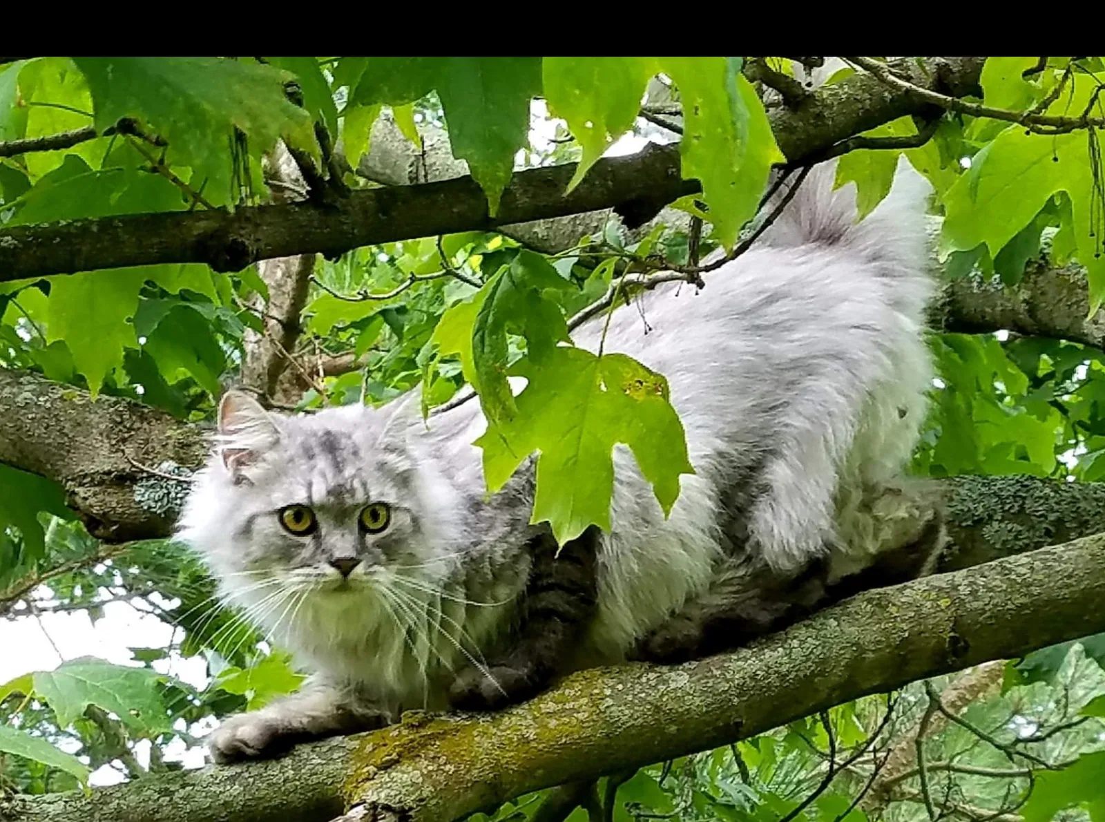 Lost cat in Richfield, OH, 44286