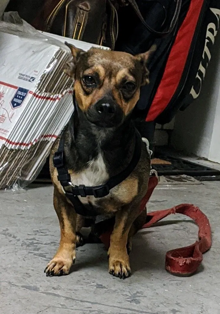 Lost dog in Zephyrhills, FL, 33541