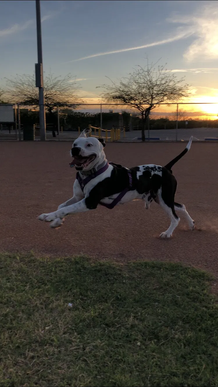 Lost dog in Tucson, AZ, 85756