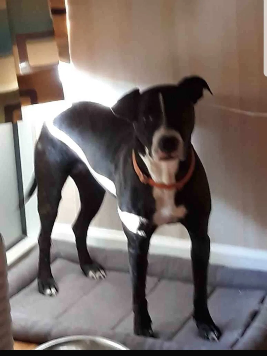 Lost dog in Fort Lauderdale, FL, 33304