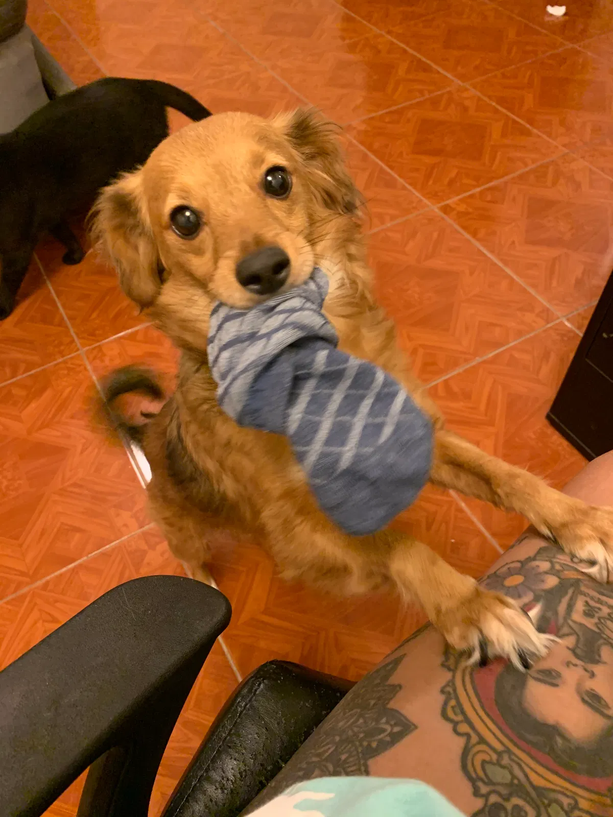 Lost dog in Portland, TX, 78374