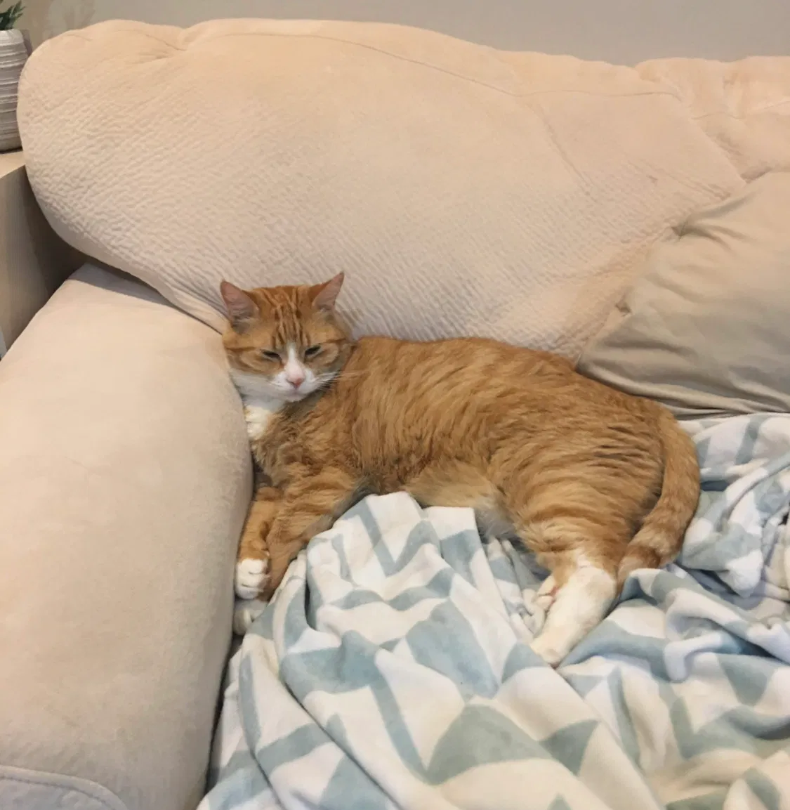 Lost cat in Lafayette, LA, 70509