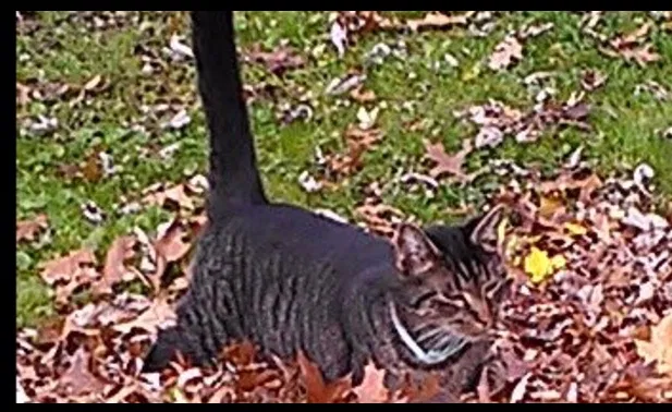 Lost cat in Sharon, PA, 16146
