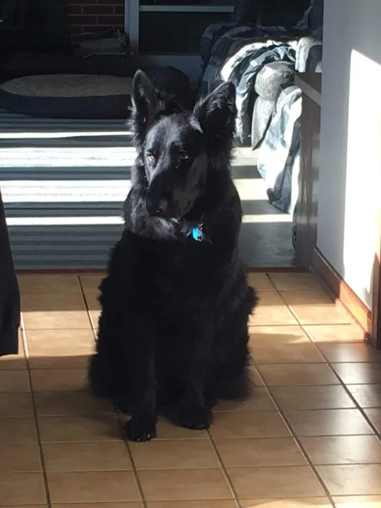 Lost dog in Grafton, OH, 44044
