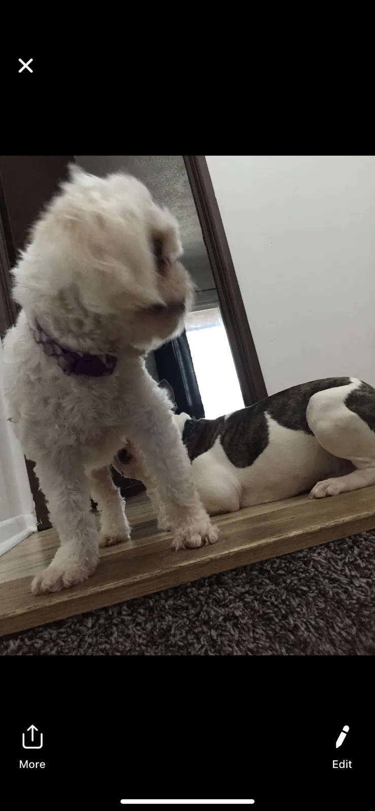 Lost dog in Columbus, OH, 43224