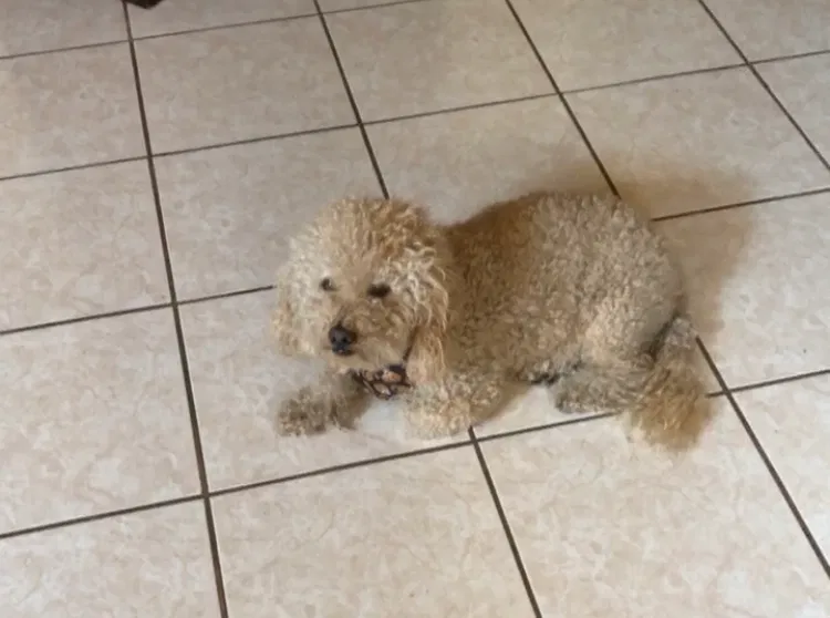 Lost dog in San Leandro, CA, 94579