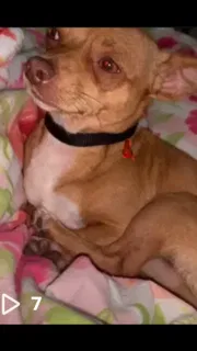 Lost dog in Sugar Land, TX, 77479
