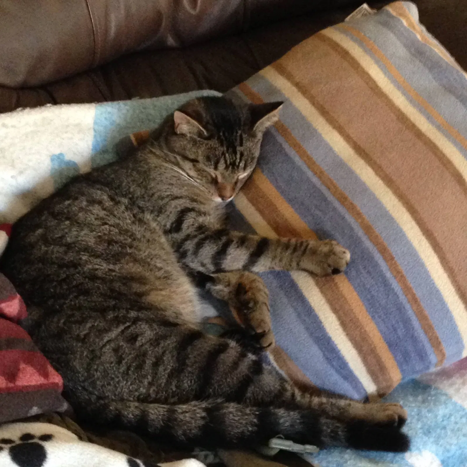 Lost cat in Hamburg, PA, 19526