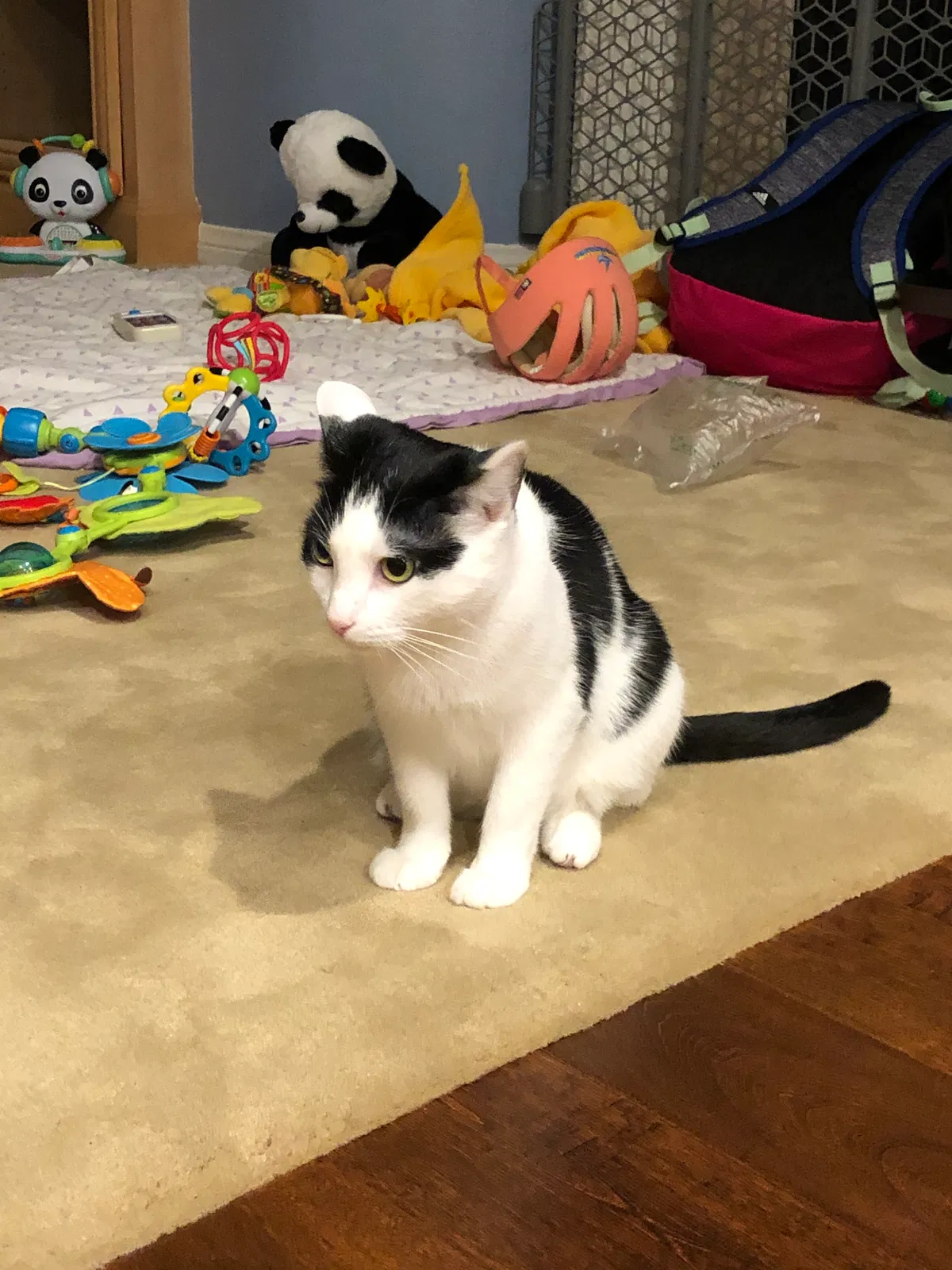 Lost cat in Aliso Viejo, CA, 92656