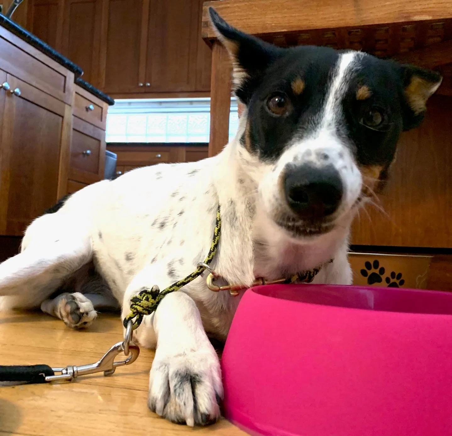 Lost dog in Denver, CO, 80209