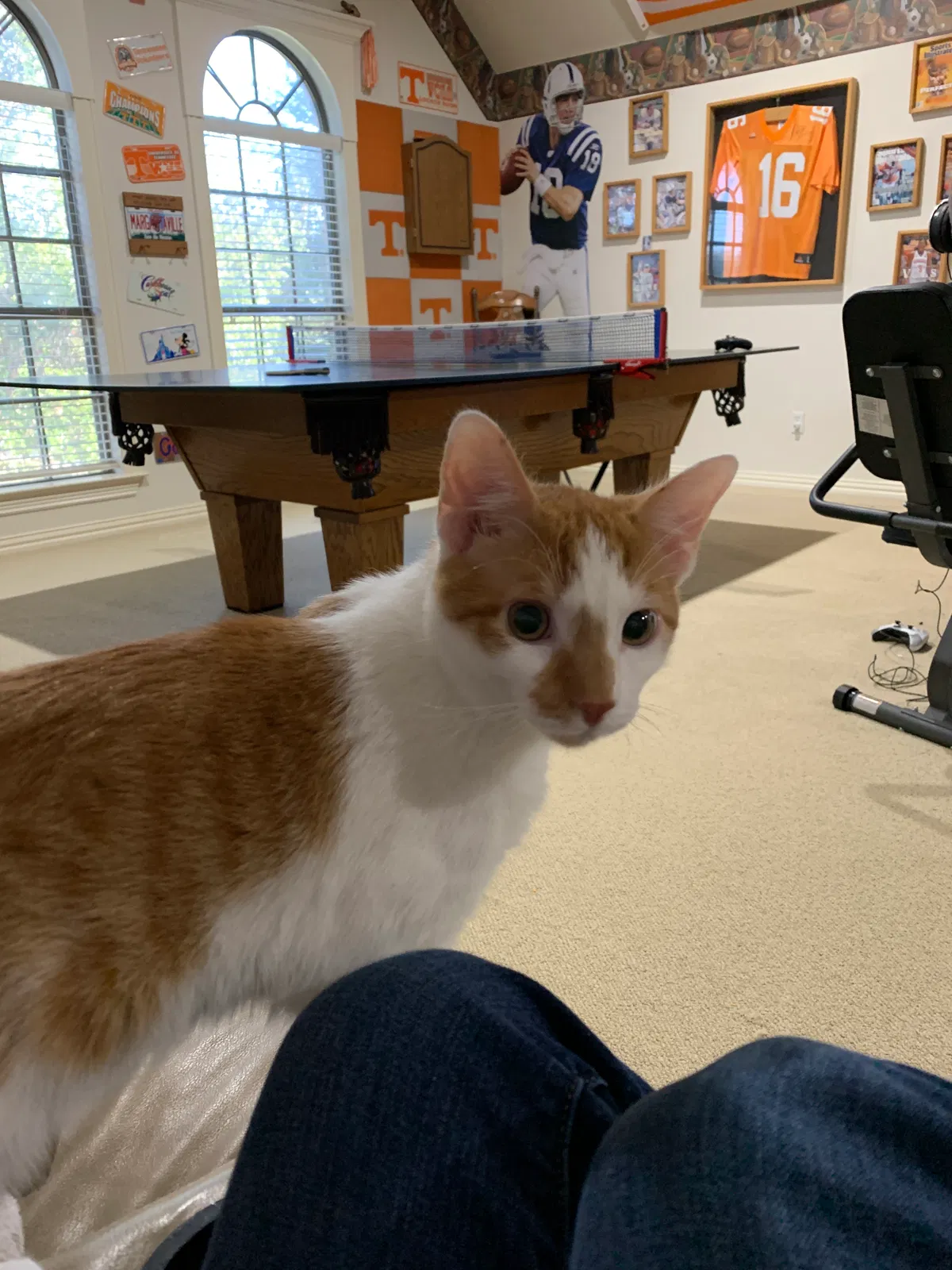 Lost cat in North Richland Hills, TX, 76182