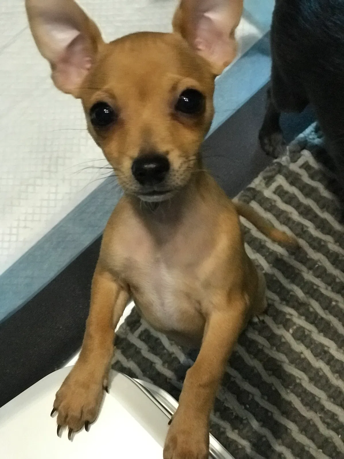Lost dog in Gaffney, SC, 29341