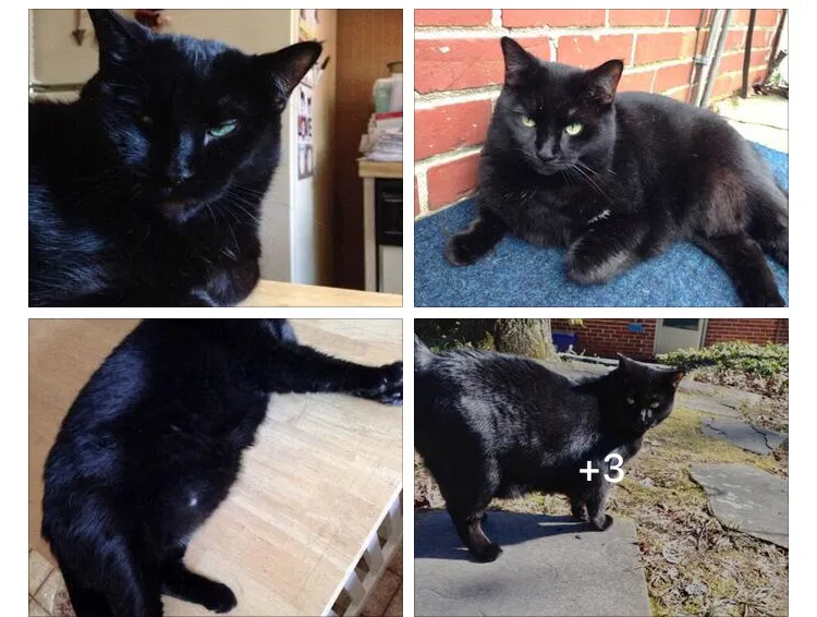 Lost cat in Birmingham, AL, 35209