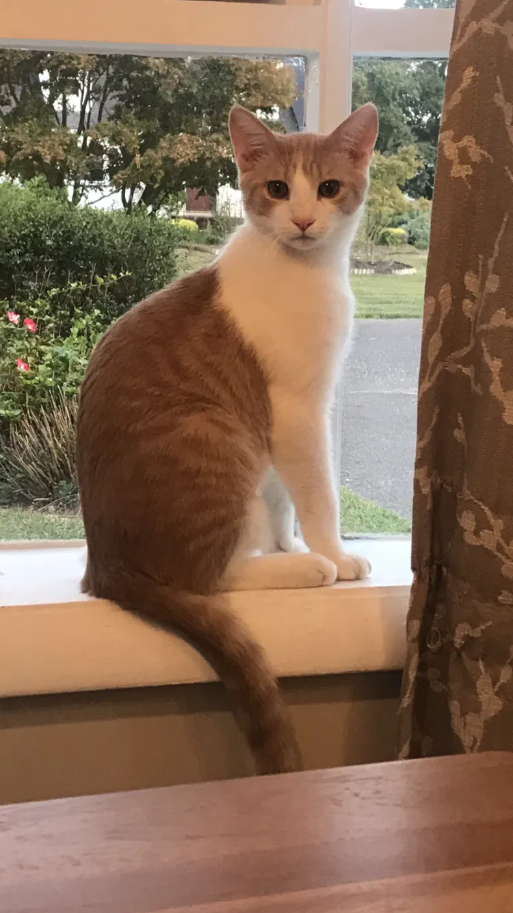Lost cat in Williamstown, NJ, 8094