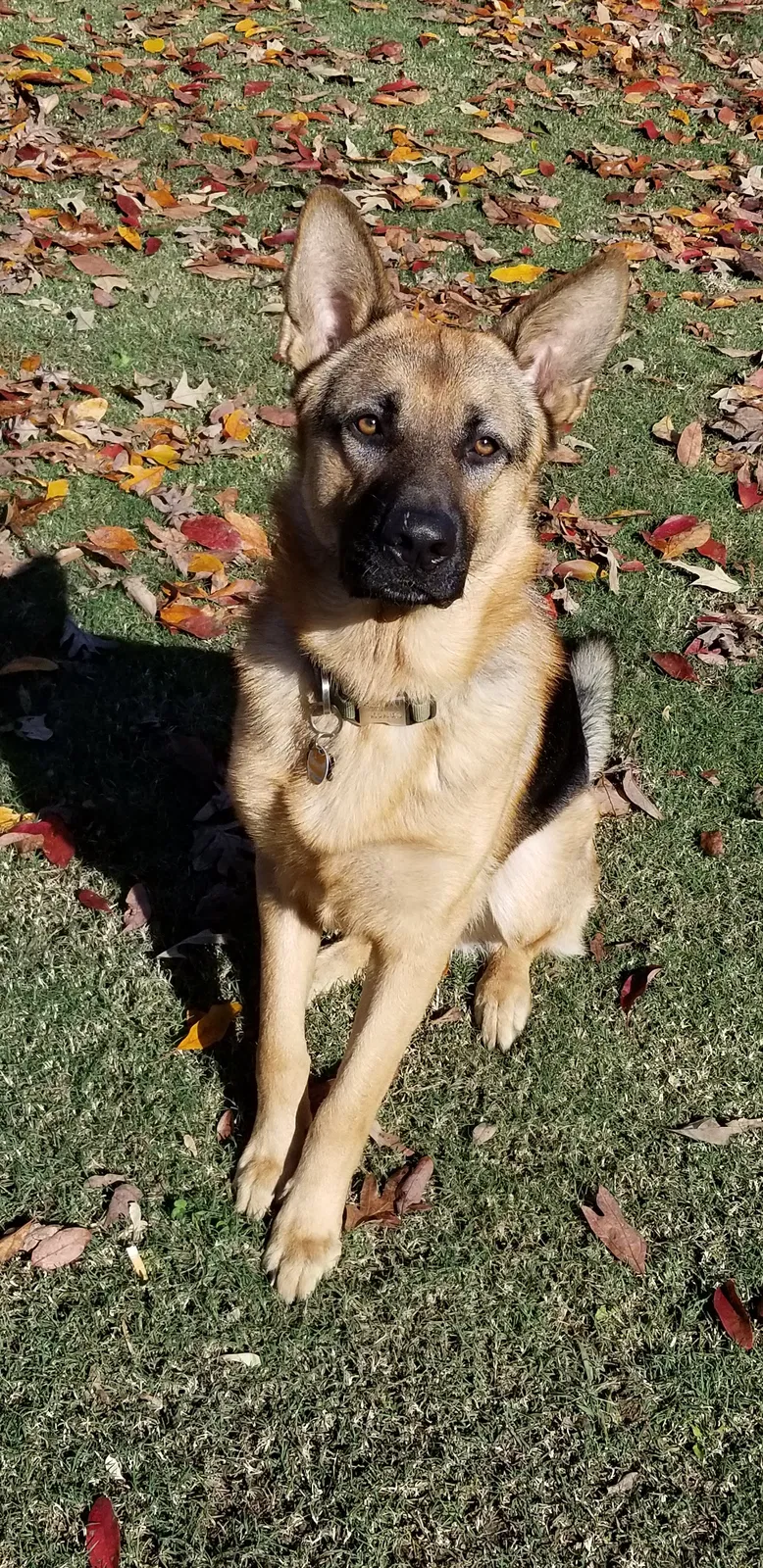 Lost dog in Sequatchie, TN, 37374