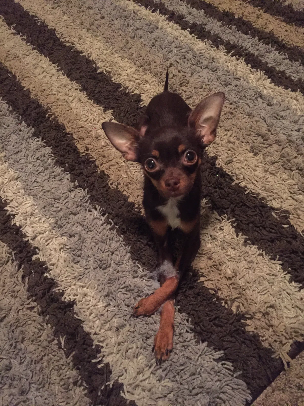 Lost dog in York, PA, 17404