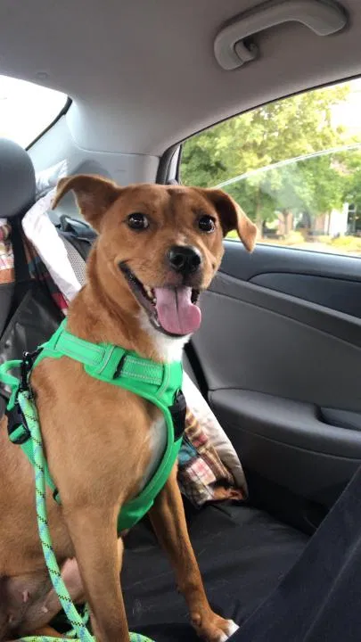 Lost dog in Concord, NC, 28027