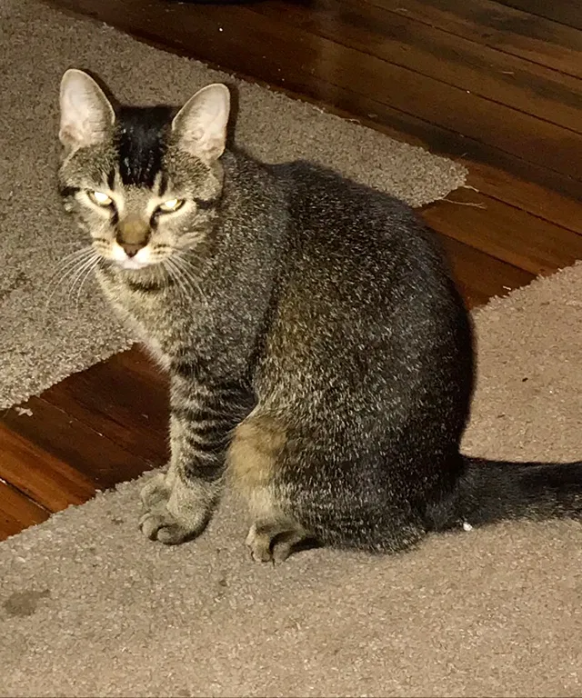 Lost cat in Malvern, OH, 44644