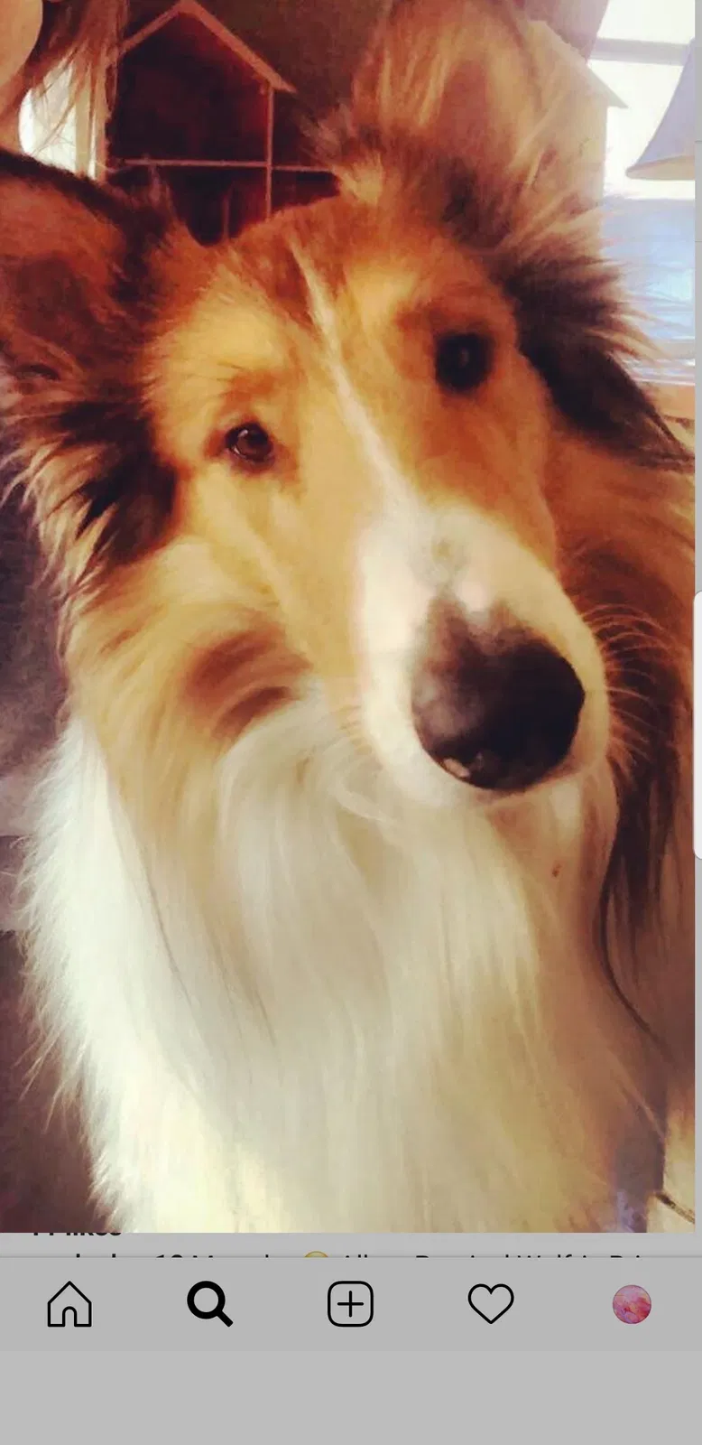 Lost dog in Cincinnati, OH, 45212