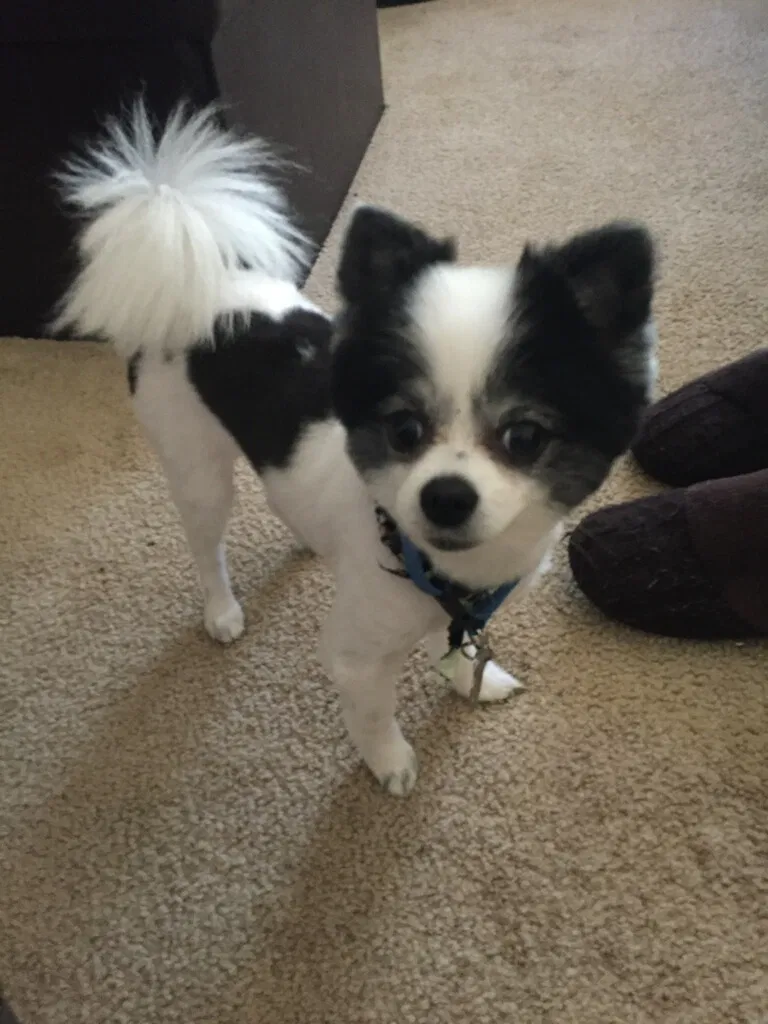 Lost dog in Longview, TX, 75603